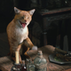 Illustration for article titled The Ultimate Guide to Evil Cats in Science Fiction and Fantasy